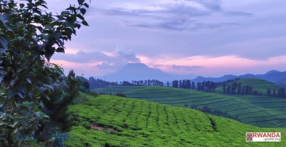 route du thé rwanda